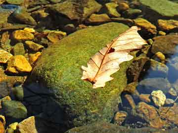 澳門最準(zhǔn)一肖一碼一碼配套成龍,澳門最準(zhǔn)一肖一碼一碼配套成龍——揭示背后的犯罪問題