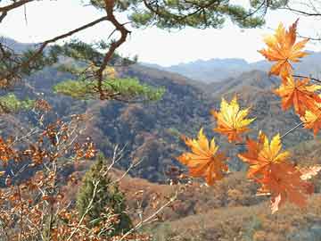 最準(zhǔn)一肖一碼100%146期 05-13-15-24-27-39E：16,最準(zhǔn)一肖一碼100%預(yù)測，揭秘彩票背后的秘密與策略