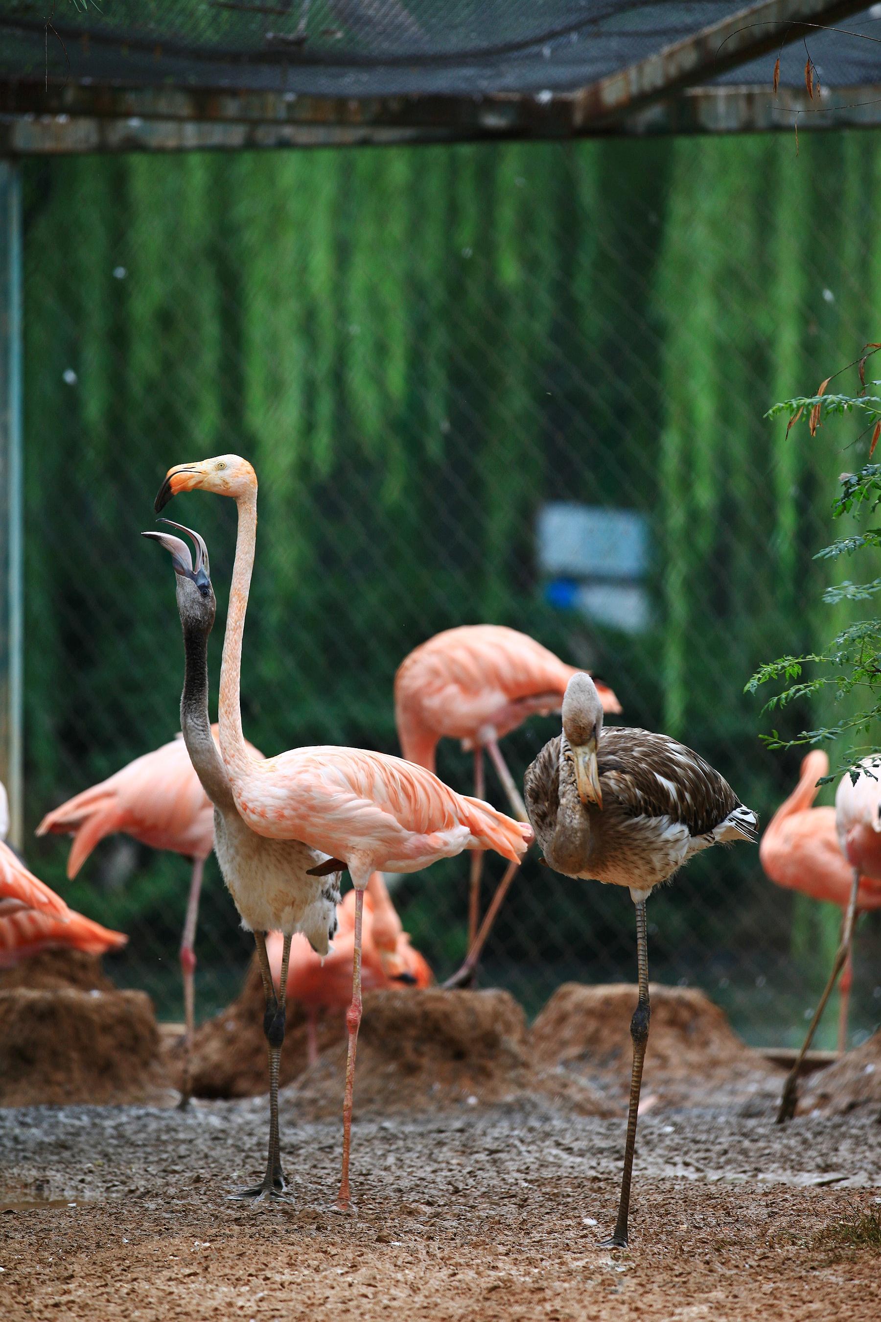 動(dòng)物園搬遷最新消息,動(dòng)物園搬遷最新消息，城市生態(tài)規(guī)劃與動(dòng)物福利的共贏戰(zhàn)略