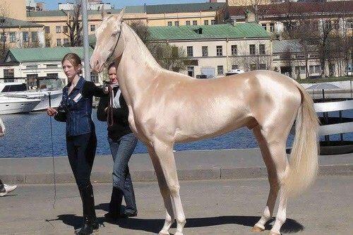 今晚澳門特馬開什么今晚四不像,今晚澳門特馬揭曉，四不像的奇跡？