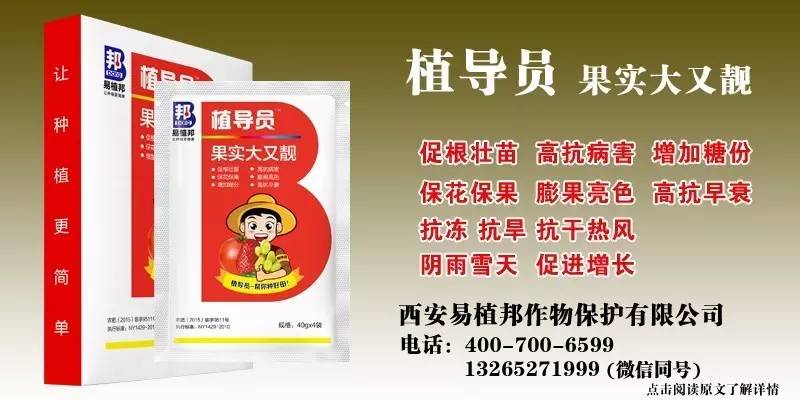 澳門王中王100%期期中一期,澳門王中王100%期期中一期，揭秘彩票背后的秘密