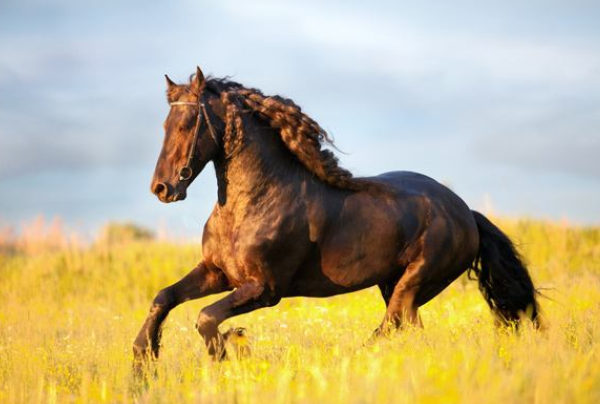 今晚澳門特馬開什么今晚四不像,今晚澳門特馬揭曉，四不像的奇跡？