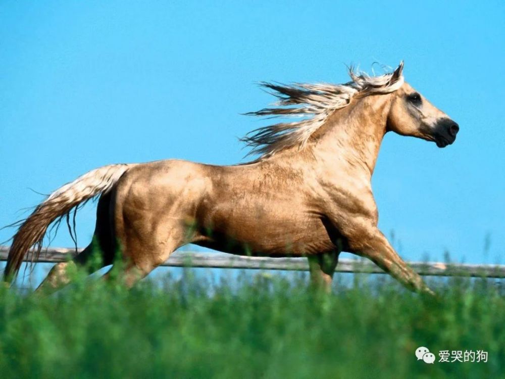 今晚澳門特馬開什么今晚四不像,今晚澳門特馬開什么，探索未知的神秘之旅與四不像的魅力