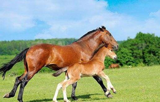 特馬資料,特馬資料詳解