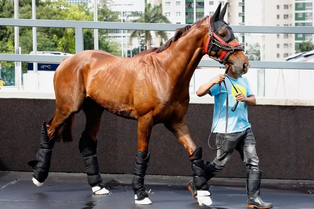 今晚澳門特馬開什么今晚四不像,今晚澳門特馬開什么？解讀四不像背后的秘密