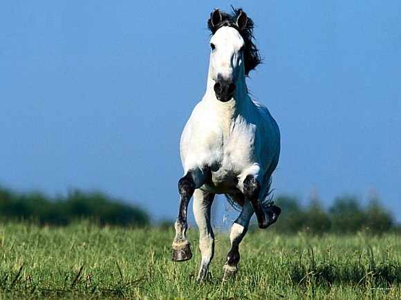 今晚澳門特馬開什么今晚四不像,今晚澳門特馬開什么，探索未知的神秘與樂(lè)趣