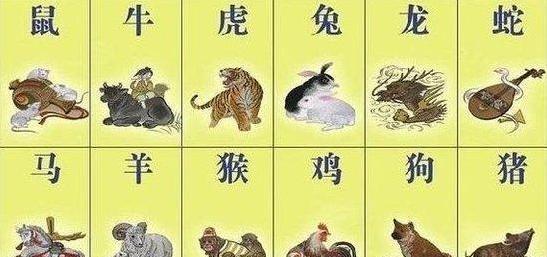 一肖一碼,一肖一碼，探索數(shù)字與生肖的奧秘