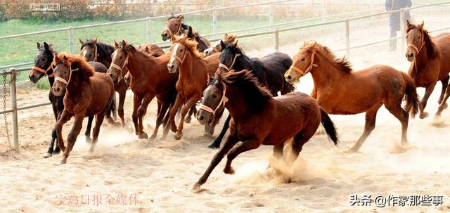 2025今晚澳門開特馬四不像,探索澳門特馬文化，四不像與未來的想象