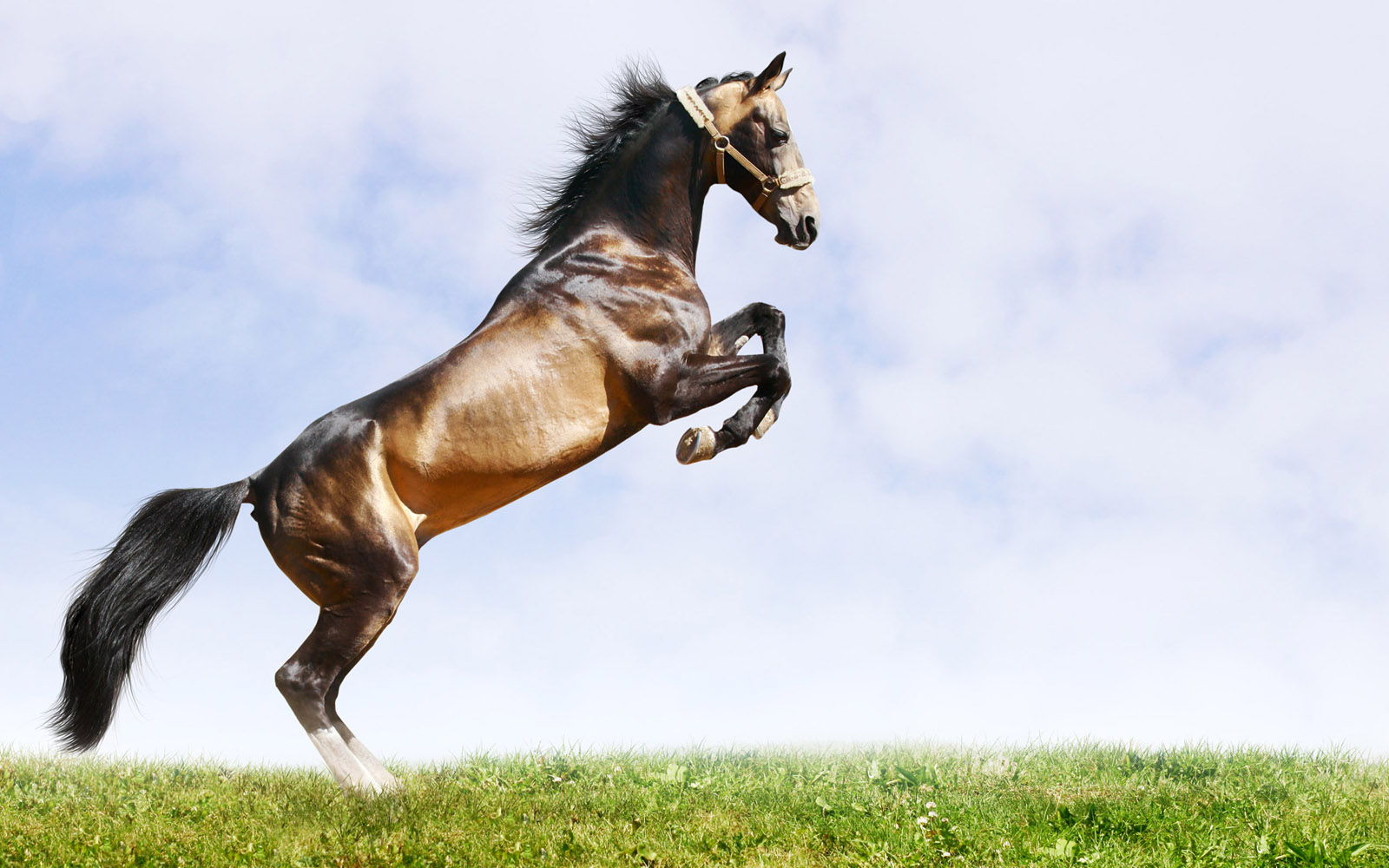 今晚澳門馬出什么特馬,今晚澳門馬出什么特馬，探索澳門賽馬世界的神秘面紗