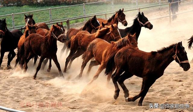 今晚澳門特馬開(kāi)什么今晚四不像,今晚澳門特馬開(kāi)什么，探索未知的神秘之旅與四不像的魅力