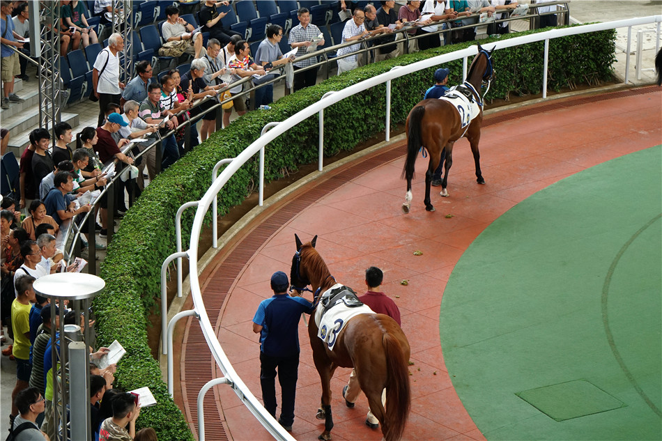 香港馬買馬網站www,香港馬買馬網站——探索賽馬文化的獨特魅力