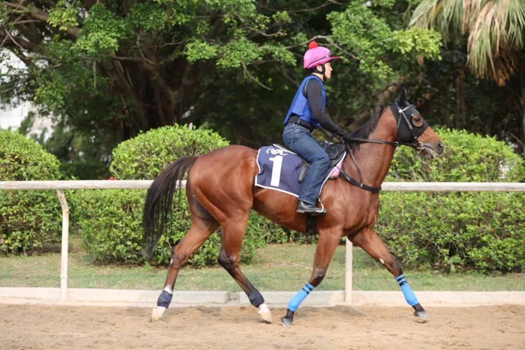 今晚澳門特馬開什么今晚四不像,今晚澳門特馬揭曉，四不像的奇跡？