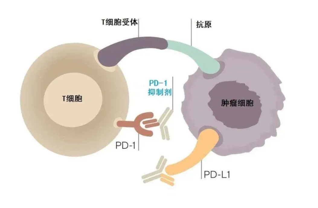 新澳精準(zhǔn)資料免費(fèi)提供265期003期 11-22-07-39-42-18T：06,新澳精準(zhǔn)資料免費(fèi)提供，探索第265期與003期的奧秘（附11-22-07-39-42-18T，06分析）